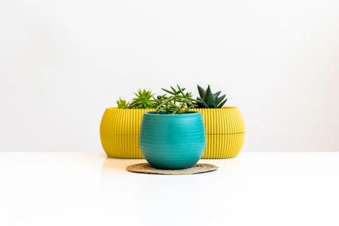 Succulent in a pot stands on a white table, home decor from home plants Stock Photos