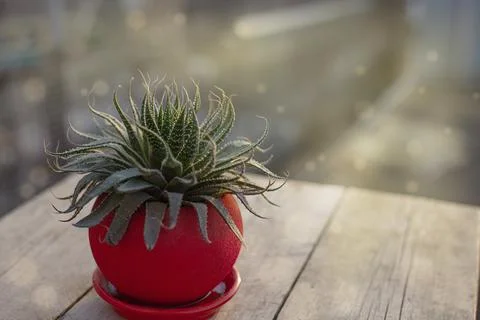 Succulent in a red pot in the rays of the sun Stock Photos