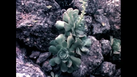 Succulent in Rocky Soil Stock Footage 278217297