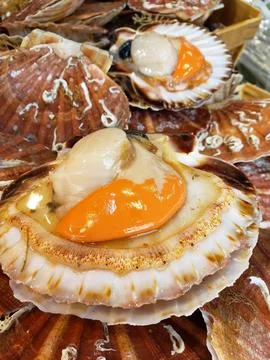 Succulent seafood served in a shell Stock Photos