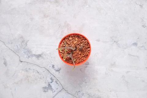 Succulent on table with space for text Stock Photos