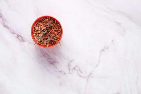 Succulent on table with space for text Stock Photos