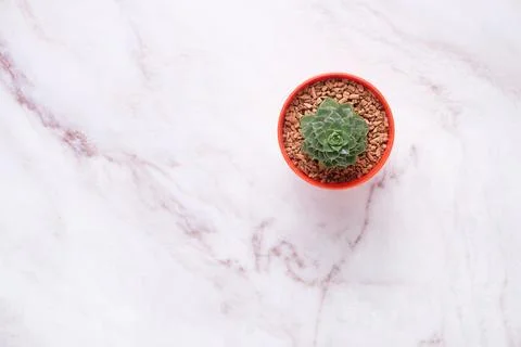 Succulent on table with space for text Stock Photos