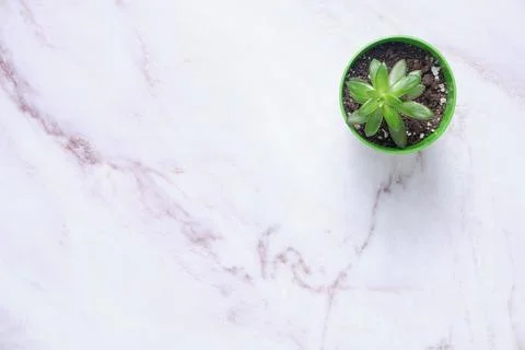 Succulent on table with space for text Stock Photos