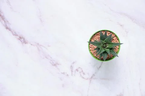 Succulent on table with space for text Stock Photos