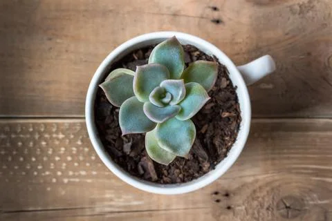 Succulent in teacup Stock Photos