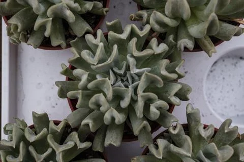 Succulent top view Stock Photos