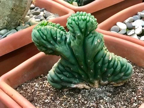 Succulent of unusual shape Stock Photos