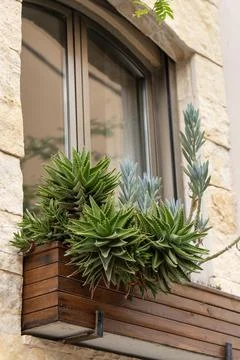 Succulent window planter on rustic stone facade Foto stock
