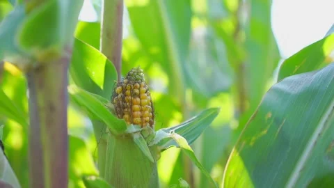 Succulent yellow corn ear growing on cornfield plantation at harvest season Video stock 149269243