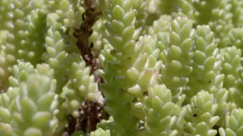 Succulent2 Backgrownd Stock Footage 141471833