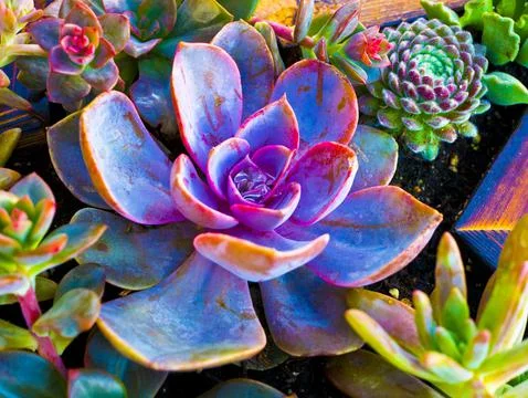 Succulents 2 Stock Photos