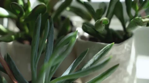 Succulents in Ceramic Pots with Sunlight Vídeo Stock 165357906