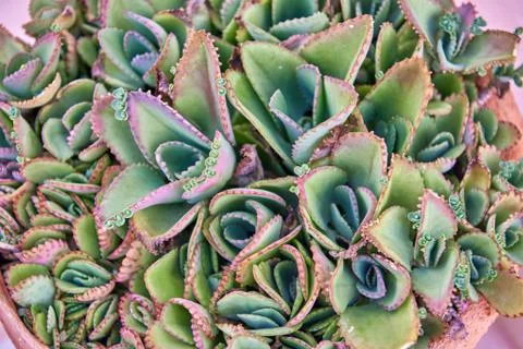 Succulents closeup, rectangular composition. The cultivation in the home. Stock Photos