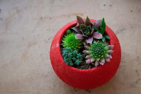 Succulents composition in red spherical pot Stock Photos
