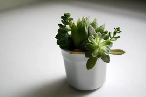 Succulents composition in a soft light Stock Photos