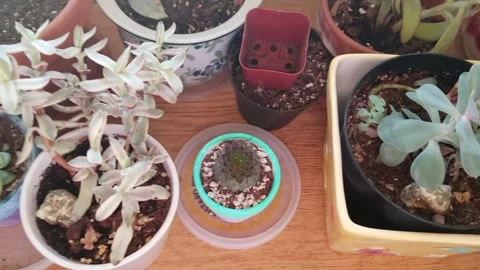 Succulents in a dorm room Stock Footage 244489153