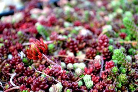 Succulents Foto stock