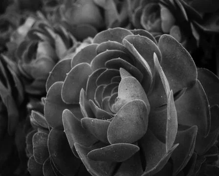 Succulents Foto stock