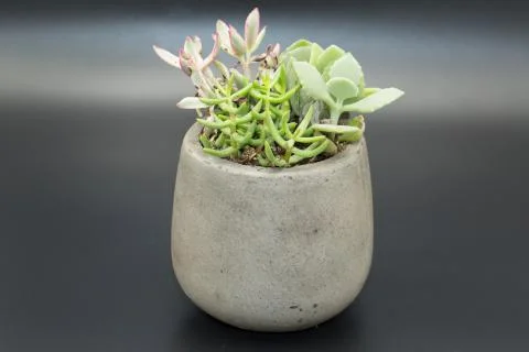 Succulents Stock Photos