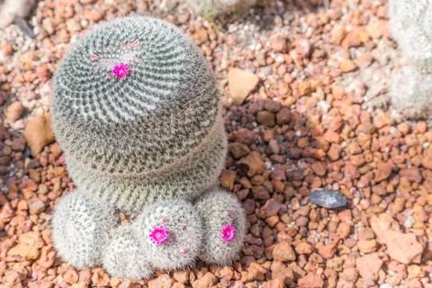 Succulents Foto stock