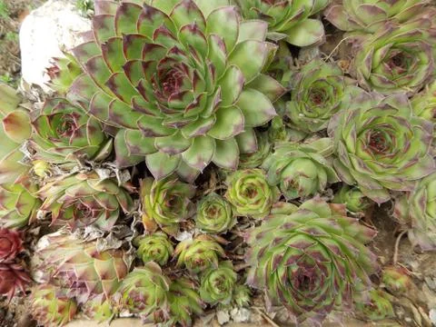 Succulents. Stock Photos
