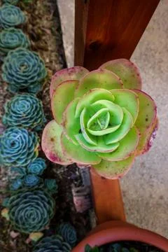 Succulents Stock Photos
