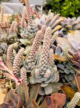 Succulents Foto stock