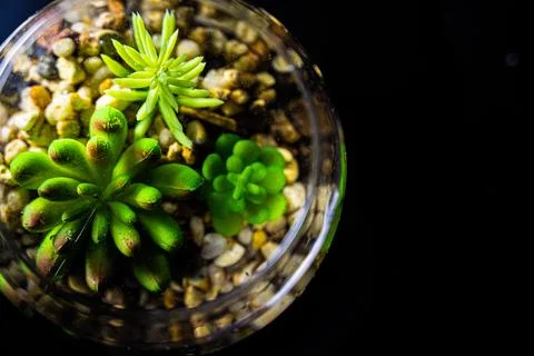 Succulents Stock Photos
