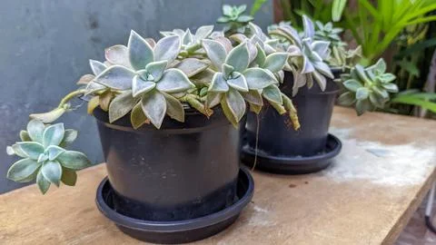 Succulents Stock Photos