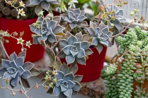 Succulents Stock Photos