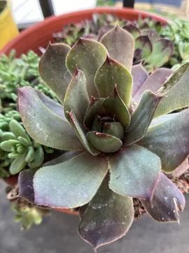 Succulents Stock Photos