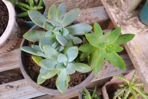 Succulents Stock Photos