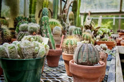 Succulents Stock Photos