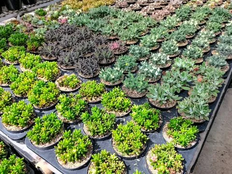 Succulents Stock Photos