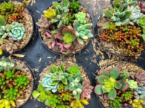 Succulents Stock Photos