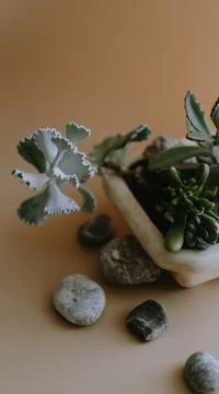 Succulents in a pot Foto stock