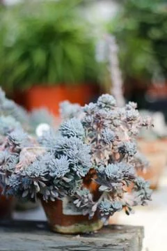 Succulents in pot on table. Foto stock