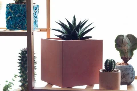 Succulents on the rack Stock Photos