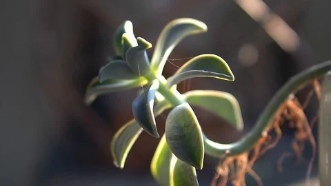 Succulents In The Rays Of The Sun Stock Footage 121586445