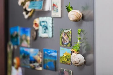 Succulents on snail shell Stock Photos