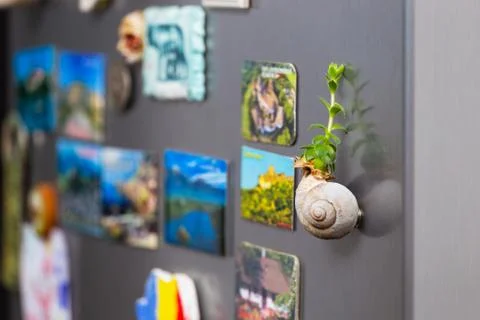 Succulents on snail shell Stock Photos