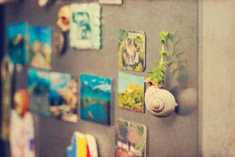 Succulents on snail shell - retro filter Stock Photos