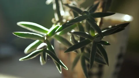 Succulents In A Sun Light Stock Footage 121586344