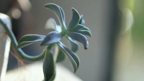 Succulents In A Sun Light Stock Footage 121586437