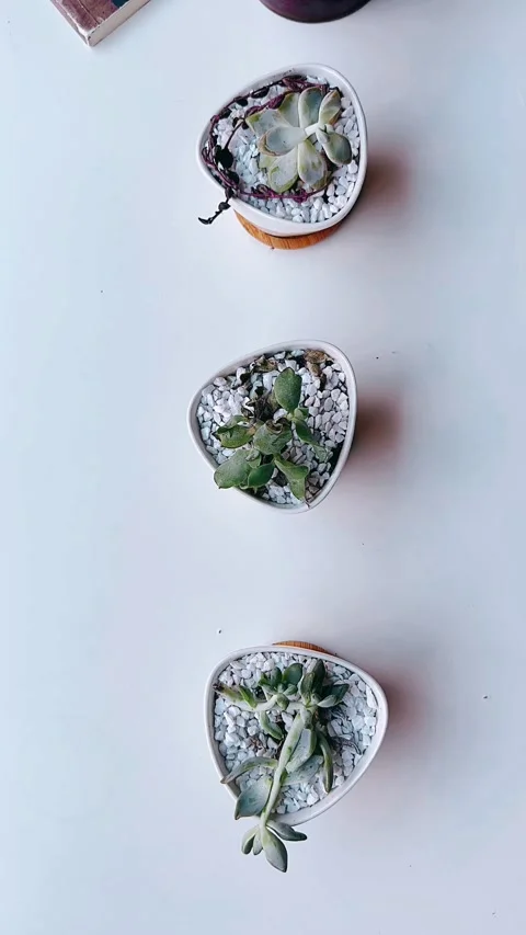 Succulents on a table, plants on a white background, plants, still life, 스톡 동영상 252310951