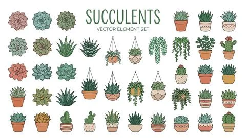 Succulents vector element set with various potted cacti and hanging indoor .. Stock Illustration