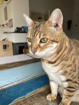 Such an adorable cat. 스톡 사진