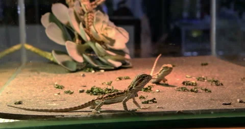 Such a cute lizard in a clear aquarium Stock Footage 297733204