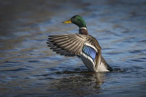 Such a fine set of feathers Foto stock